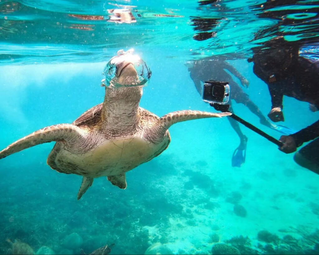 Snorkeling with a sea turtle in the clear waters near the Daymaniat Islands in Oman