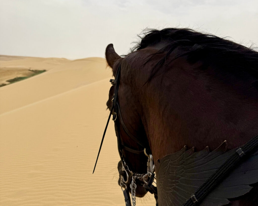 Horse riding through the desert dunes in Qatar