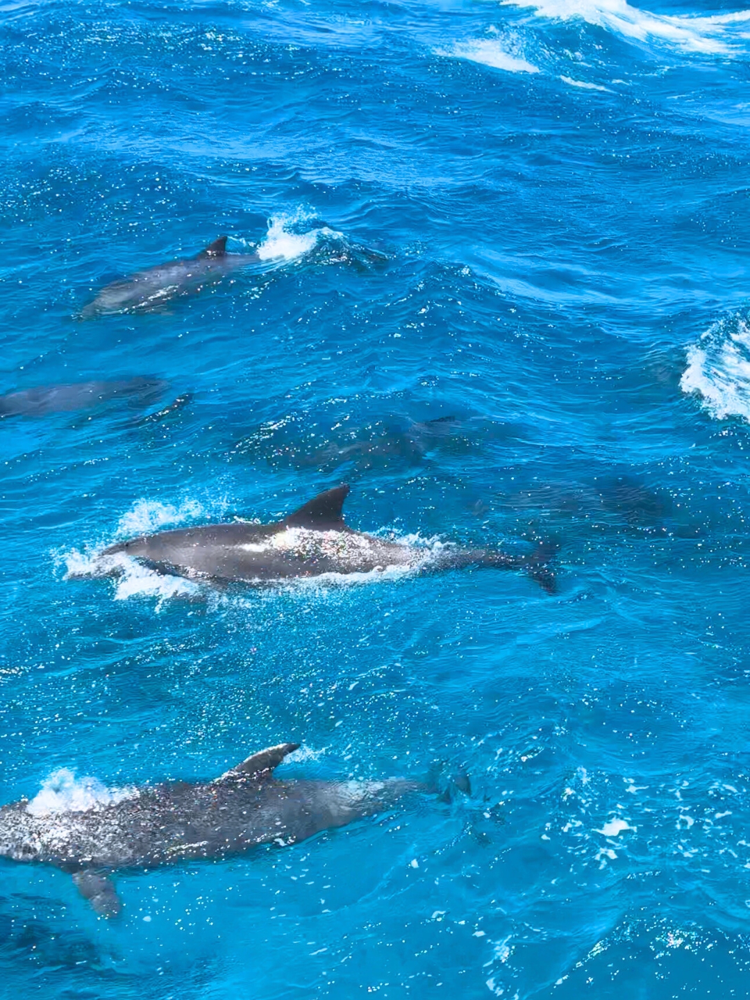 Dolphins swimming in the sea in Hurghada, Egypt in clear blue water